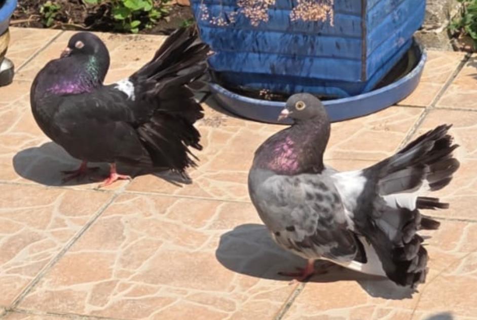 Discovery alert Bird Unknown Villate France Discovery alert Bird Unknown Villate France