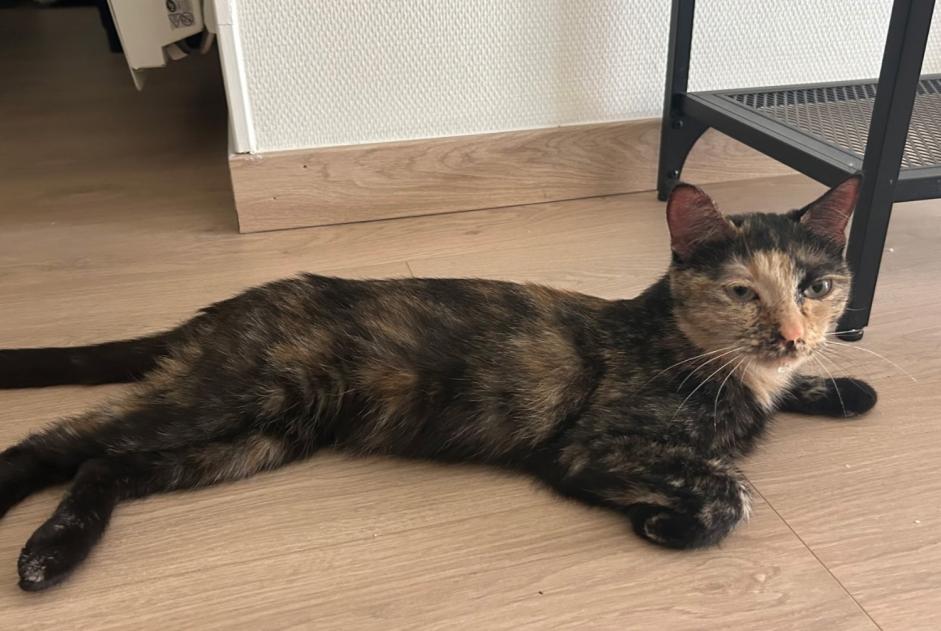 Discovery alert Cat Female Rodez France Discovery alert Cat Female Rodez France