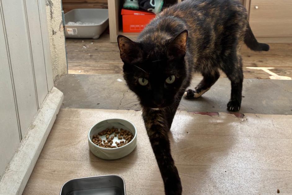 Discovery alert Cat Female Toulon France