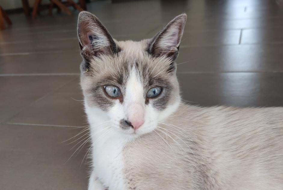Disappearance alert Cat miscegenation Male , 2 years La Crau France