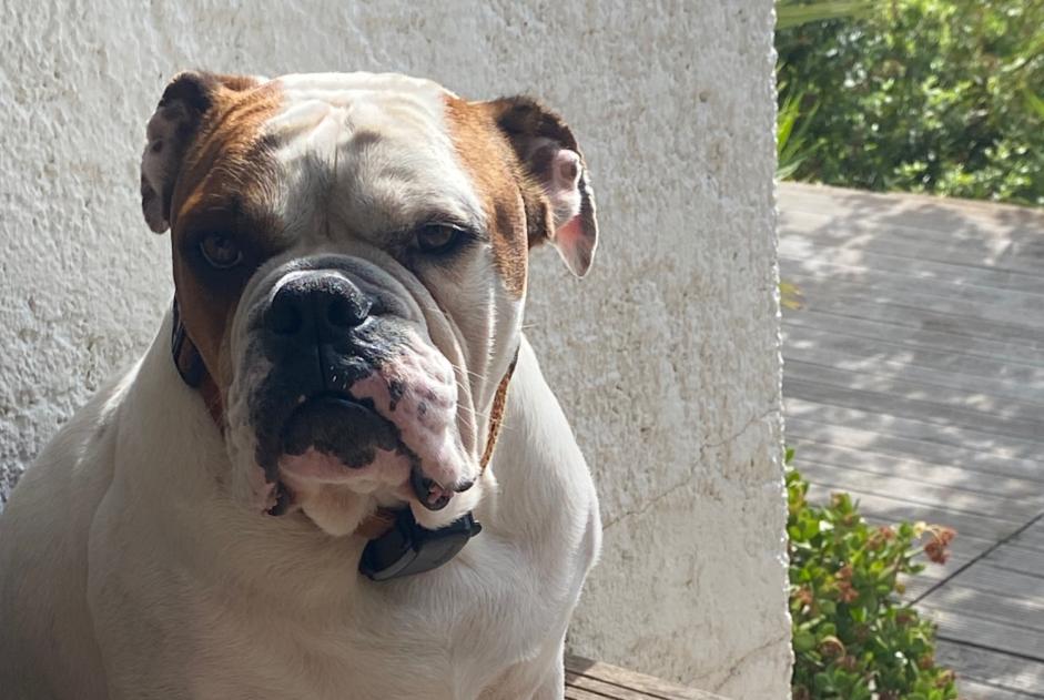 Disappearance alert Dog Male , 5 years Toulon France Disappearance alert Dog Male , 5 years Toulon France