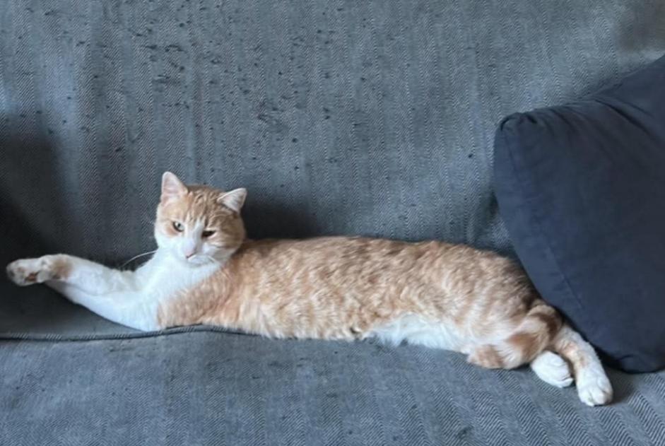 Alerta de Desaparición Gato Macho , 3 años Eaubonne Francia Alerta de Desaparición Gato Macho , 3 años Eaubonne Francia