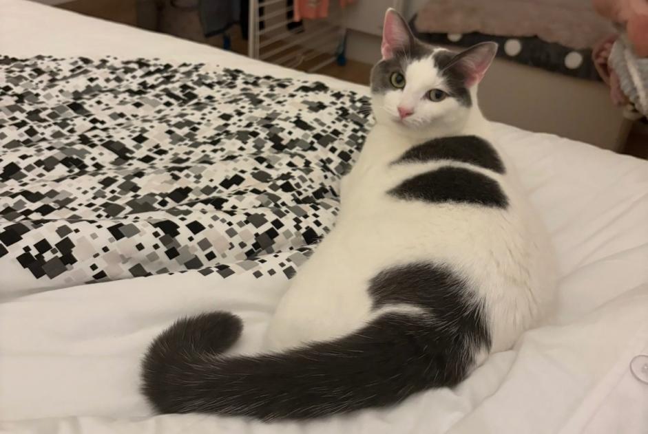 Alerte Disparition Chat croisement Mâle , 3 ans Liancourt France