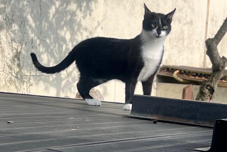 Alerte Disparition Chat Femelle , 2 ans Villers-sous-Saint-Leu France