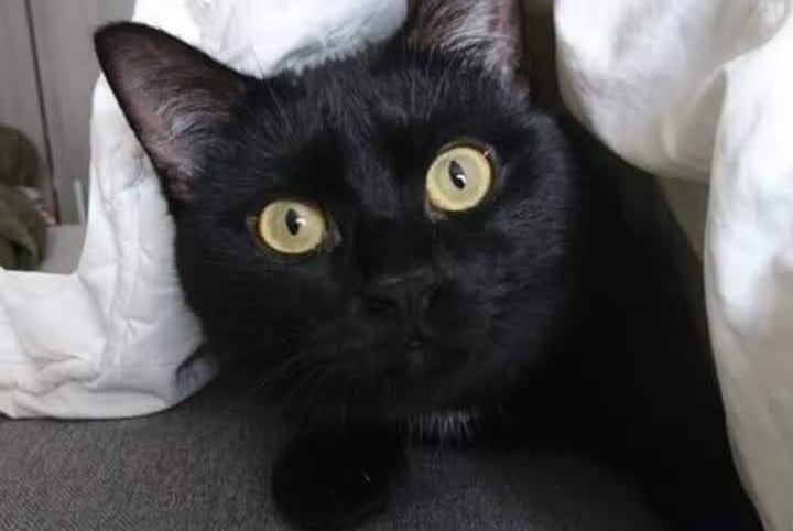 Alerte Disparition Chat  Mâle , 7 ans Chevrières France