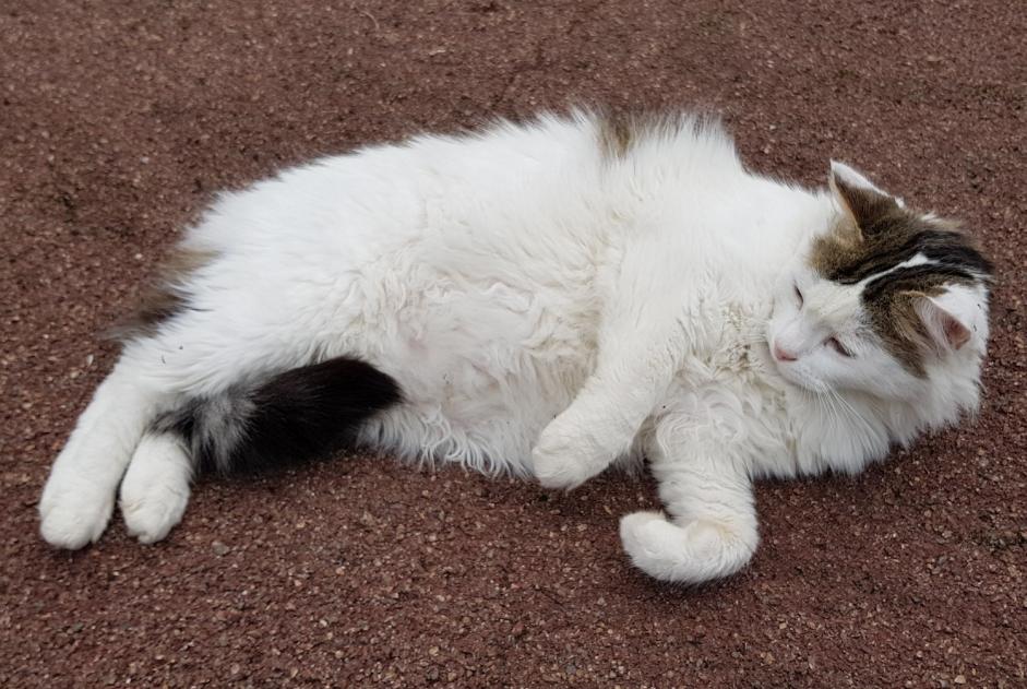 Alerte Disparition Chat croisement Mâle , 15 ans Montry France