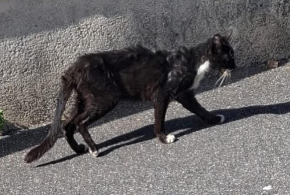 Alerte Disparition Chat Mâle , 30 ans Avon France