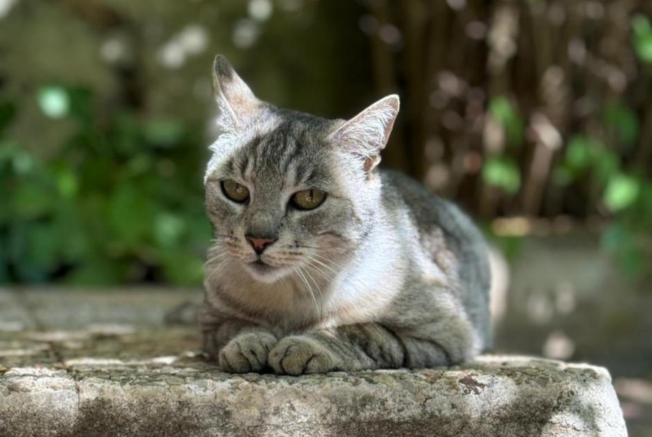 Alerte Disparition Chat  Mâle , 11 ans Carnoules France