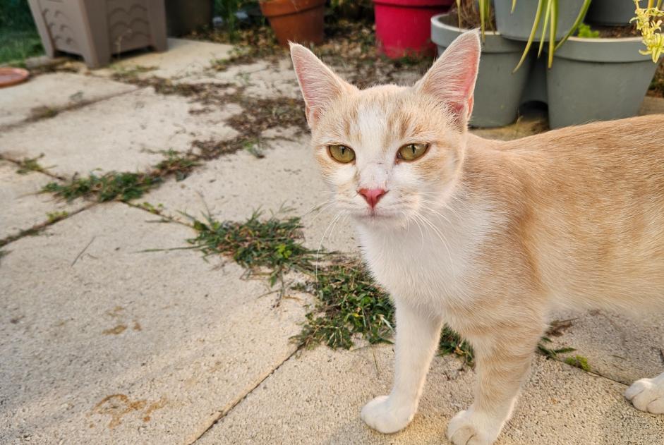 Alerte Découverte Chat Femelle Bernis France Alerte Découverte Chat Femelle Bernis France