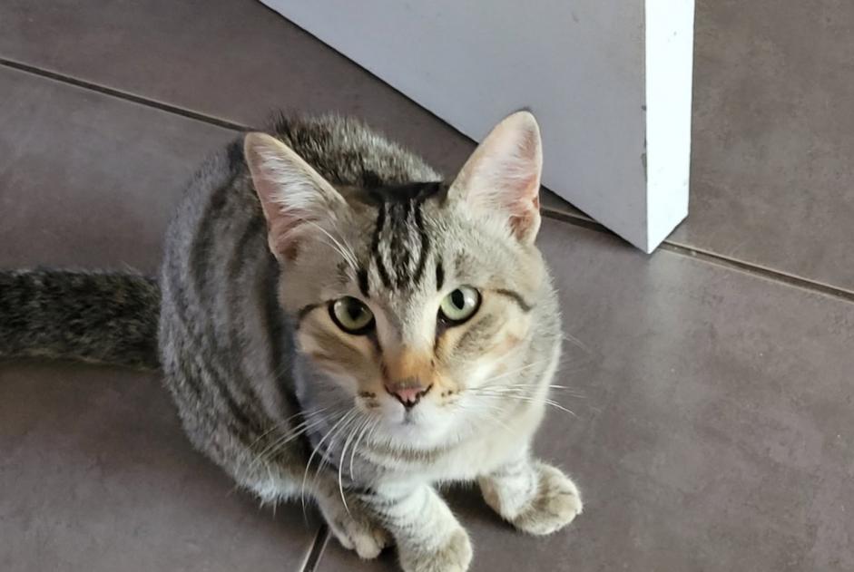 Alerte Découverte Chat Femelle La Mure France Alerte Découverte Chat Femelle La Mure France