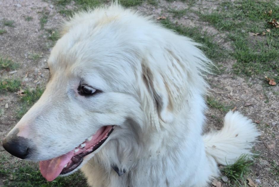 Alerte Disparition Chien Femelle , 1 ans Saint-Pierre-les-Bois France Alerte Disparition Chien Femelle , 1 ans Saint-Pierre-les-Bois France
