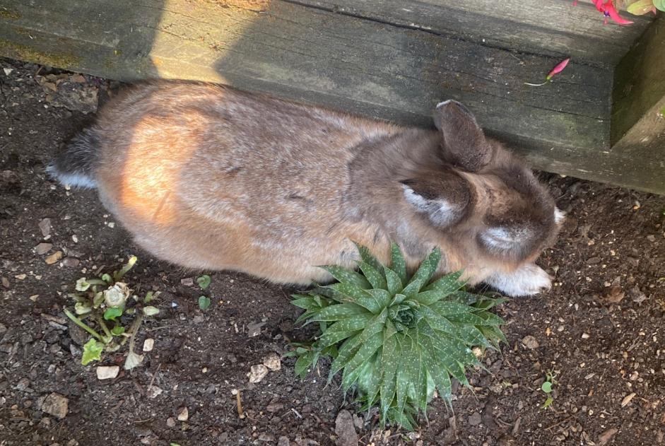 Alerte Découverte Lapin Mâle La Rochelle France