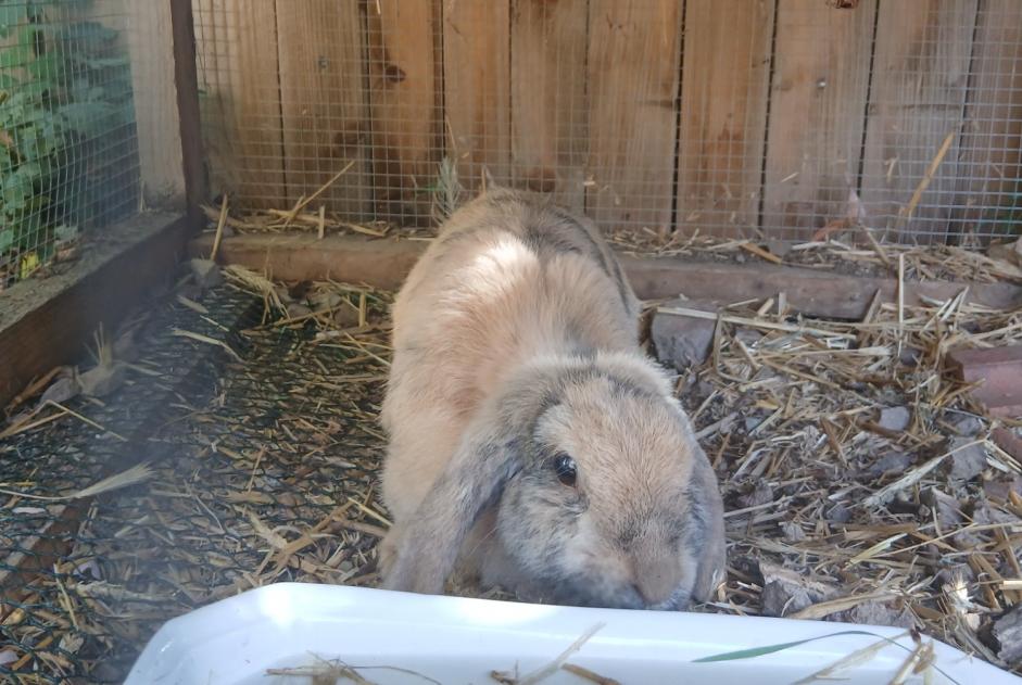 Alerte Découverte Lapin Inconnu Villerest France