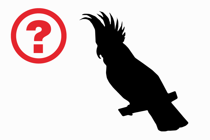 Alerte Disparition Oiseau Mâle , 2026 ans Chas France Alerte Disparition Oiseau Mâle , 2026 ans Chas France