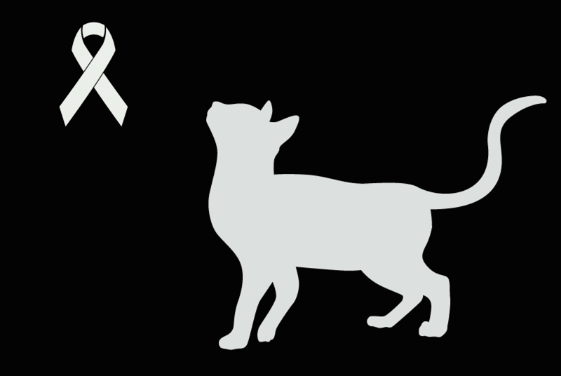 Discovery alert Cat miscegenation Unknown , 7 years Le Cannet-des-Maures France