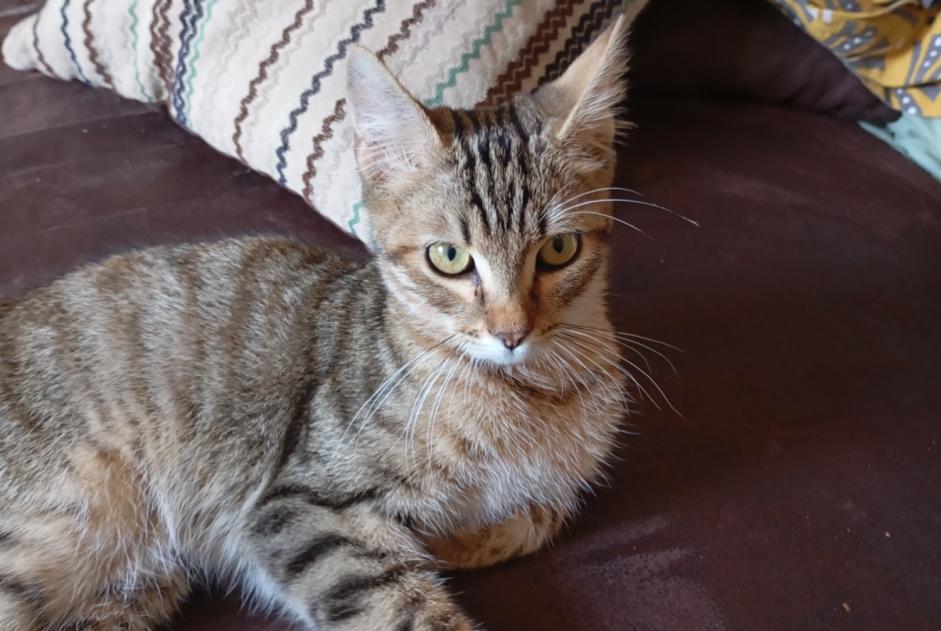 Alerta descoberta Gato cruzamento Macho Couzeix France